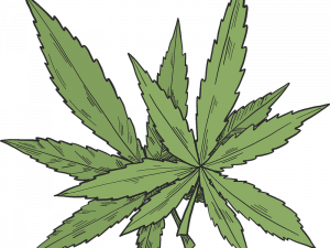 Pot Leaf PNG Picture