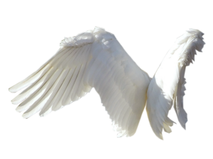 Realistic Angel Wings PNG Pic