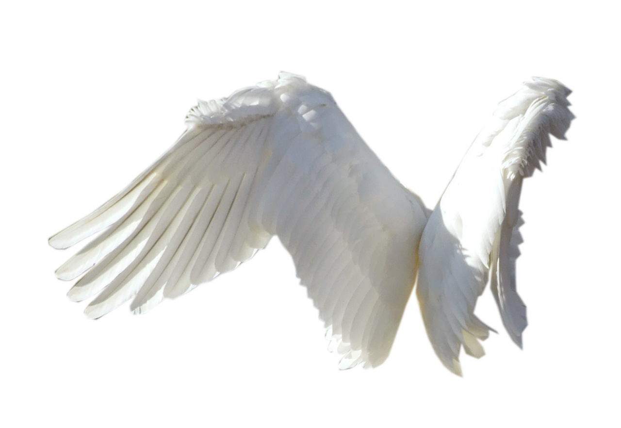 Realistic Angel Wings PNG Pic