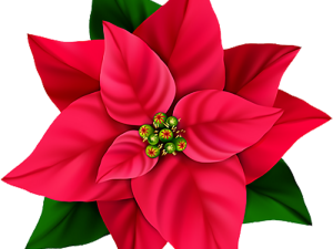 Red Flower PNG Photos