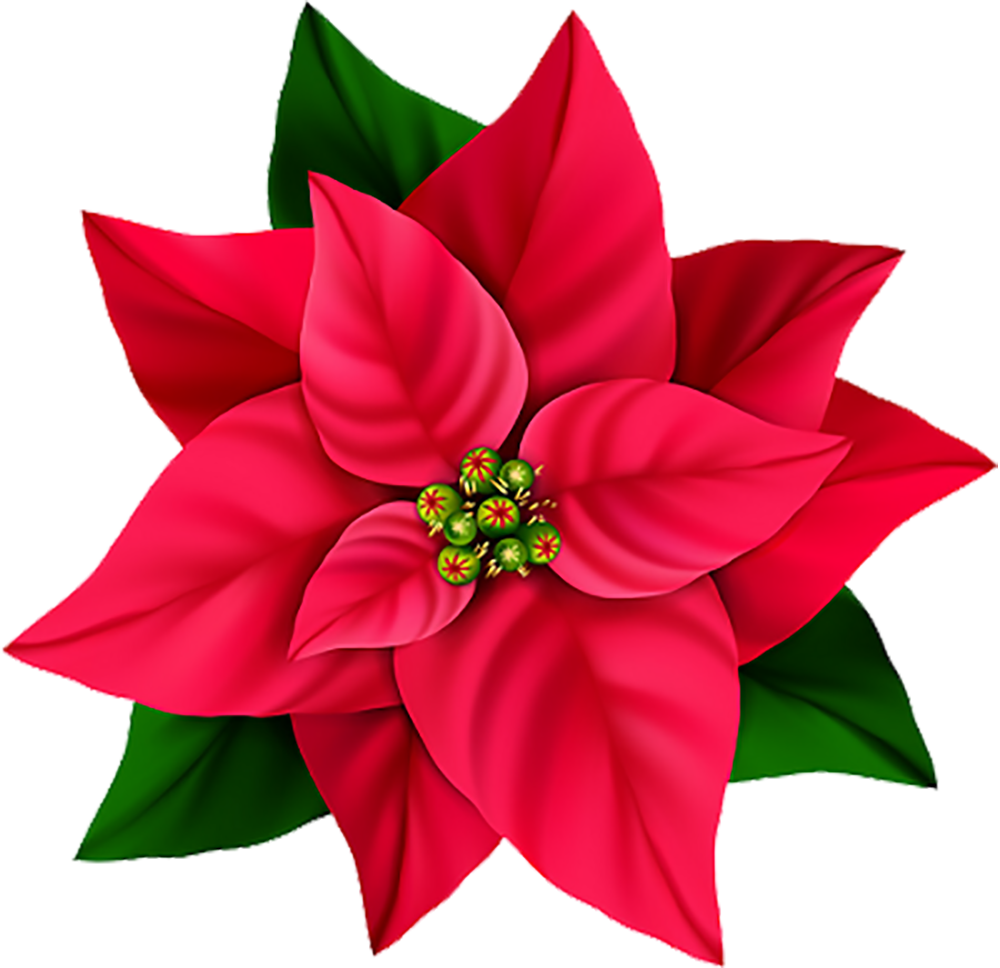 Red Flower PNG Photos