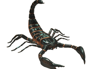 Scorpion PNG Images HD