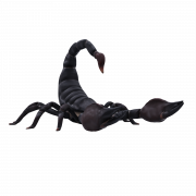 Scorpion PNG Photo
