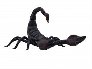 Scorpion PNG Photo