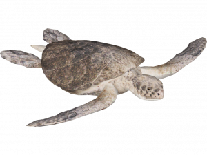 Sea Turtle Background PNG