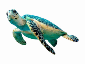 Sea Turtle No Background