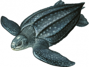 Sea Turtle PNG