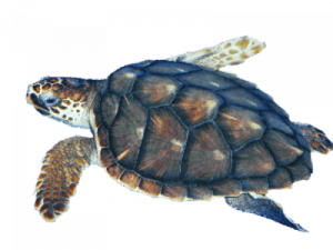 Sea Turtle PNG Clipart