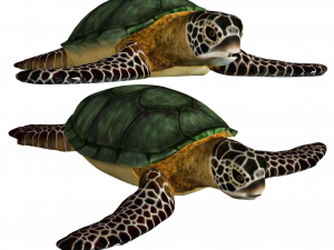 Sea Turtle PNG Cutout