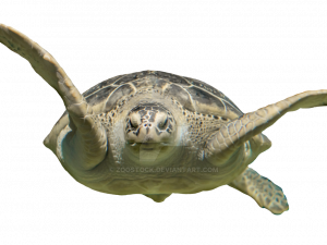 Sea Turtle PNG File