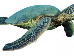 Sea Turtle PNG Free Image