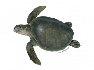 Sea Turtle PNG HD Image