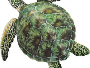 Sea Turtle PNG Image