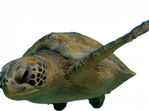 Sea Turtle PNG Image File