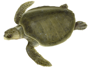 Sea Turtle PNG Image HD