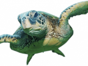 Sea Turtle PNG Images