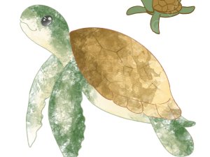 Sea Turtle PNG Photos