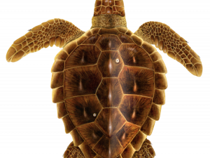 Sea Turtle PNG Pic