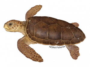 Sea Turtle PNG Picture