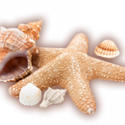 Seashell Background PNG