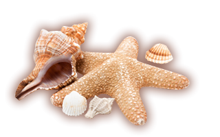 Seashell Background PNG