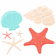 Seashell PNG Background