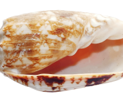 Seashell PNG Clipart