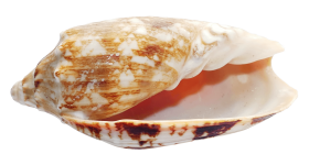 Seashell PNG Clipart