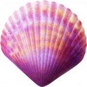 Seashell PNG Cutout