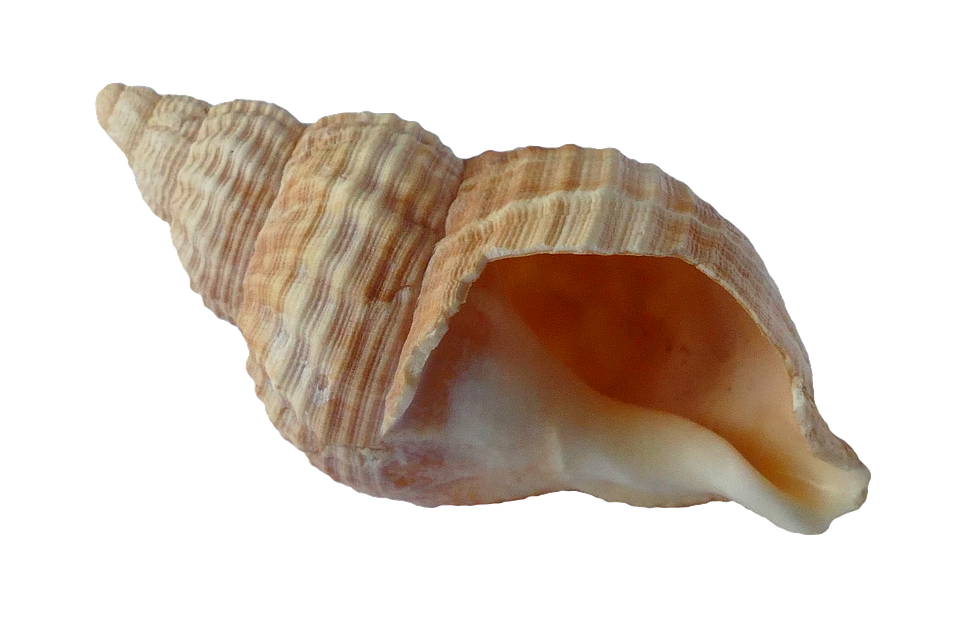 Seashell PNG File