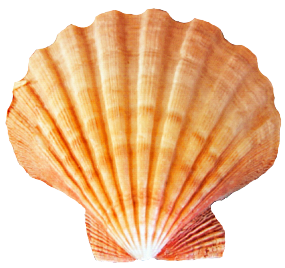 Seashell PNG HD Image