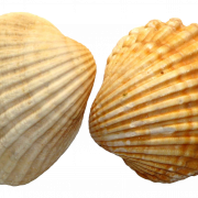 Seashell PNG Image
