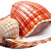 Seashell PNG Image File