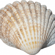 Seashell PNG Images HD