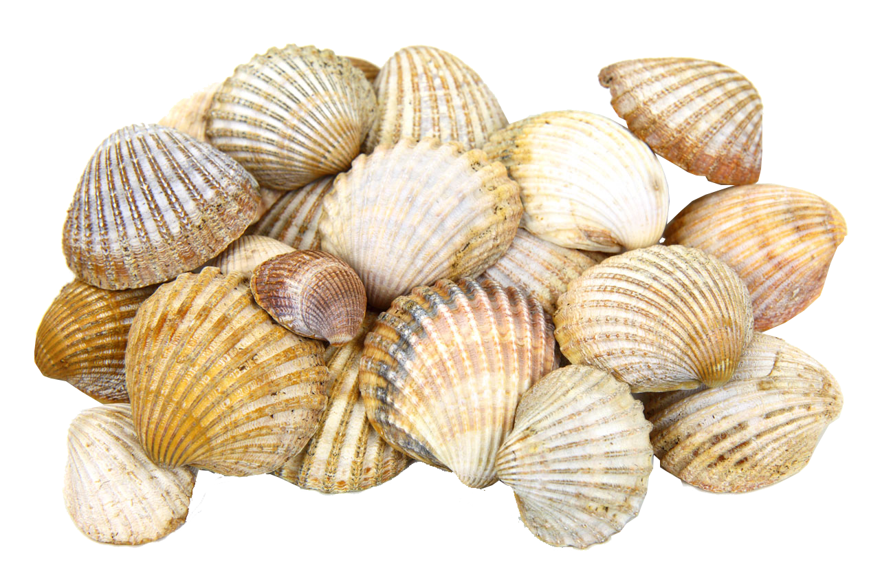Seashell PNG Photo