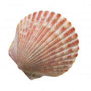 Seashell PNG Photos