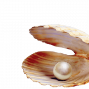 Seashell PNG Pic