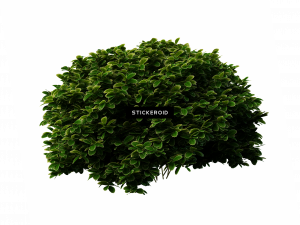 Shrub