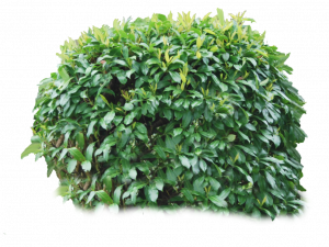 Shrub Background PNG