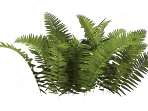 Shrub PNG Background