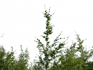 Shrub PNG File