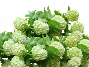 Shrub PNG Free Image