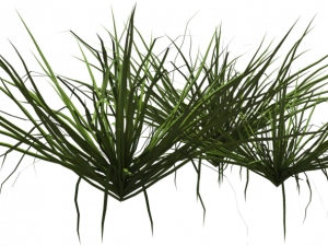 Shrub PNG Image