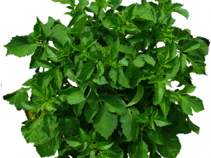 Shrub PNG Image File