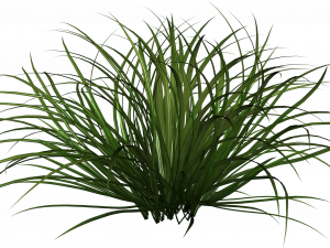 Shrub PNG Image HD