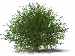 Shrub PNG Images