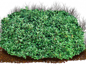 Shrub PNG Images HD