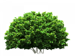 Shrub PNG Photo