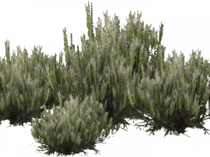 Shrub PNG Photos