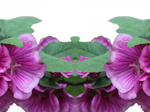 Shrub PNG Pic